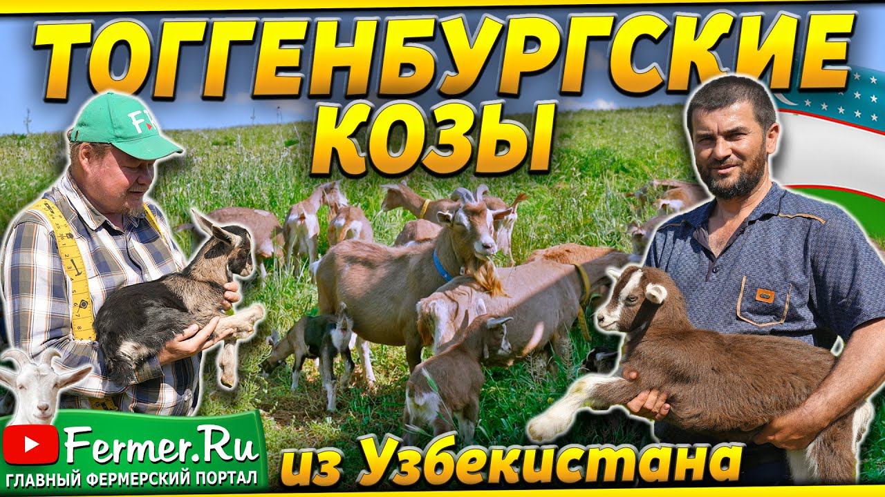 Тоггенбургские козы. Бизнес на продаже и разведении коз. Фермер Исмоил Исмоилов. Узбекистан