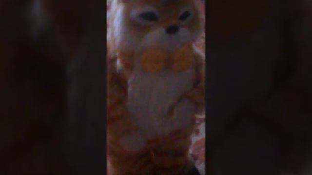 Кошка поёт песню котик мой