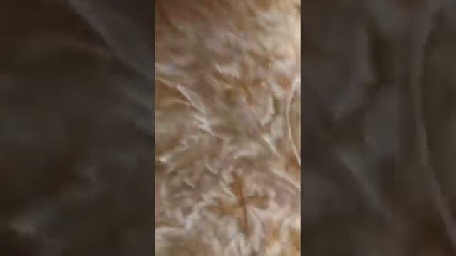Мати грызет палочку 💕🐶￼￼￼