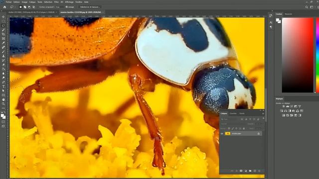 Adobe PhotoShop :  Les Outils Lasso Libre Et Lasso Polygonal