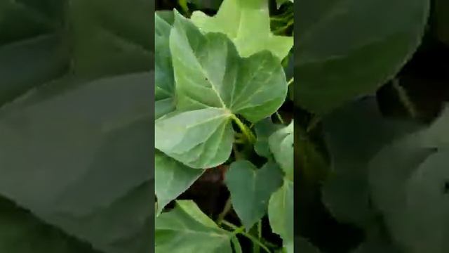 Батат