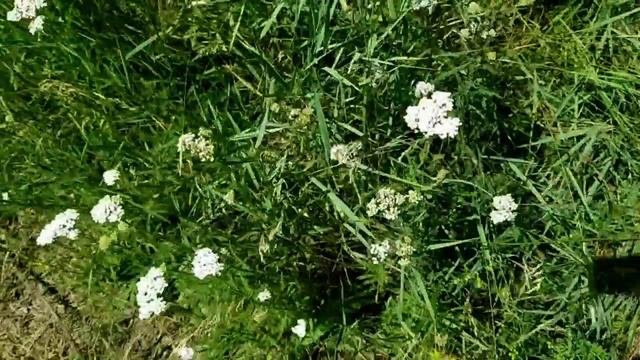 САМВЕЛ АДАМЯН ПОЗОР В КВАРТИРЕ НА ПЛАНЕТНОЙ