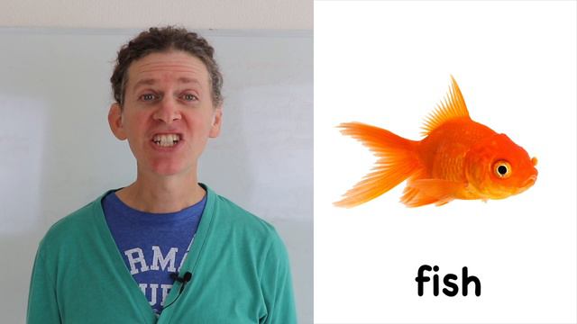 Animals in English - Beginner English