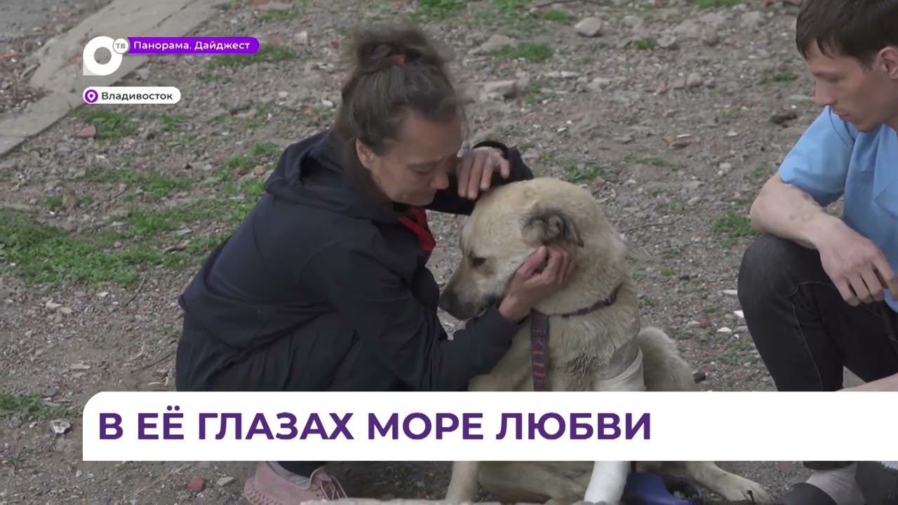 Во Владивостоке женщина спасла жизнь покалеченной неизвестными собаке