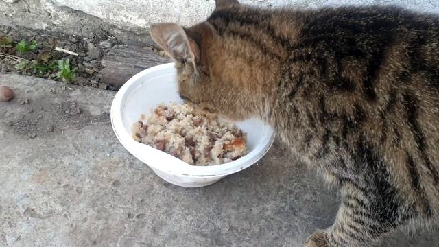 Моя клубника после заморозков! Гуси и утки уже выросли!