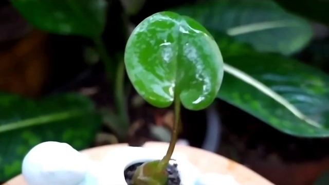 Ep.21 Drimiopsis maculata. ต้นว่านรวยล้นฟ้าด่าง