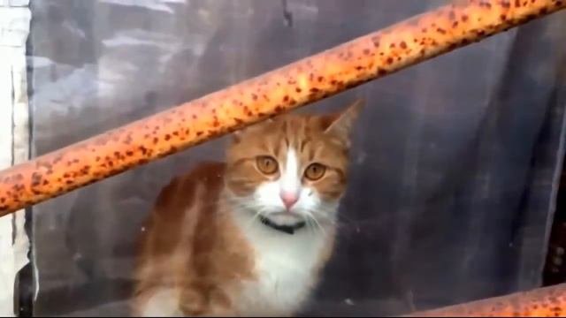 Интеграл & Cats - Ах, уехал мой любимый