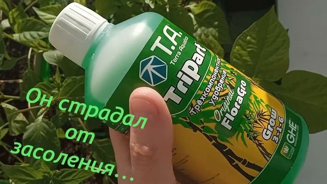 Перец Naga 8 марта.