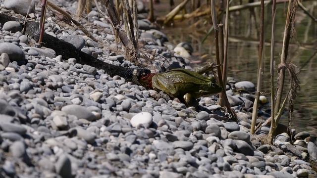 Dramatic long fight between grass snake and frog _ Langer Kampf zwischen Ringelnatter und Frosch