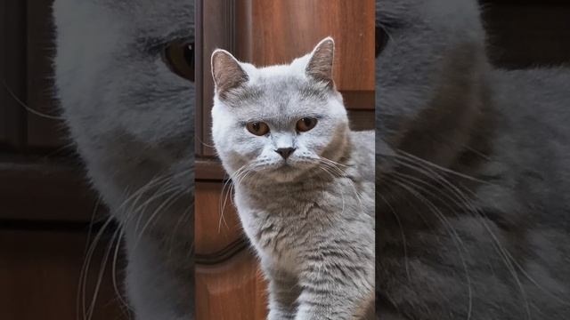 Размышления Оливки