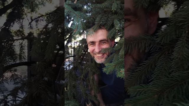 еловые лавки