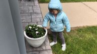"Little Purple Pansies" Song