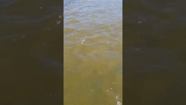 Глубины дона