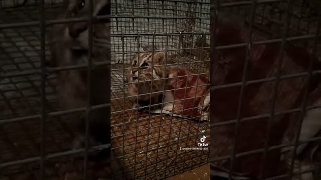 Камышовая кошка