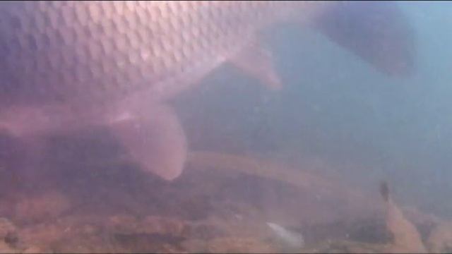 Carp and Gulp! ALIVE! Angle Worm　ワームでコイ釣り？
