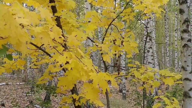 Воронежский клен в березовой роще_Voronezh marle in a birch grove.