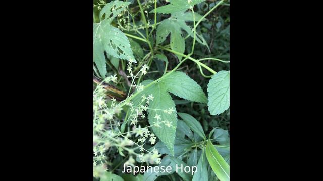 Tree-killing Vine ID - Part 2 (English)