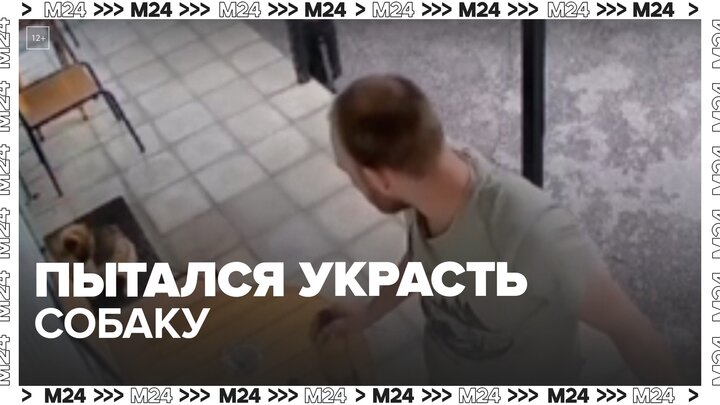 Житель Жуковского попытался украсть чужую собаку - Москва 24