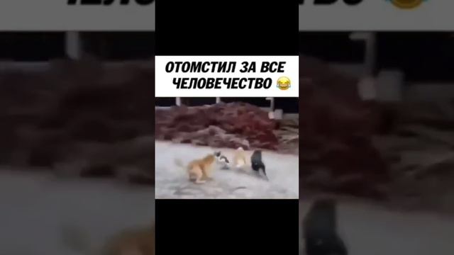 Отомстил за всё человечества 🤣🤣🤣🤣