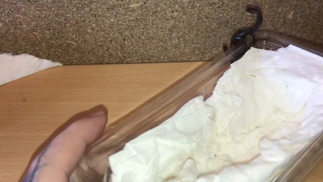 Emperor Scorpion Pandinus Imperator Unboxing