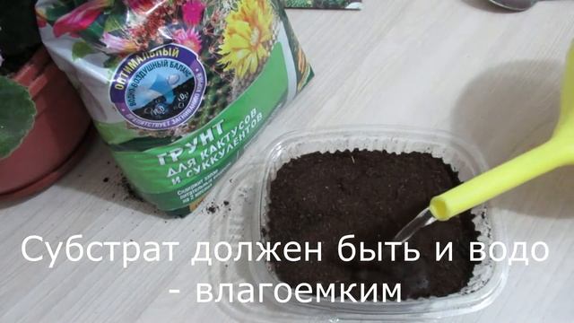 Как посеять кактусы семенами  комнатныерастениякактуспосевкактусов