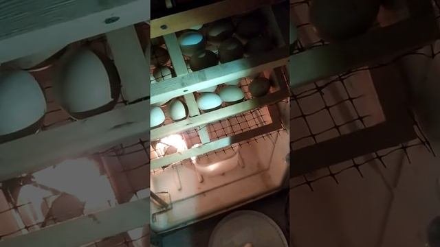 Просвечивание яиц на инкубационный телефоном2