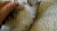 Котенок играет и мурлычет