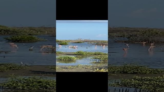 Венесуэла. Озеро с розовыми фламинго