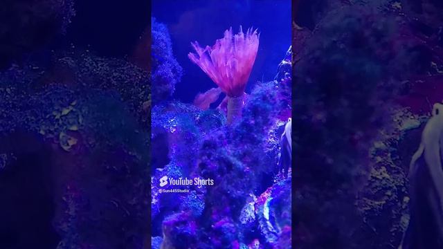 Наш Рифовый аквас. Как не странно это червяк...!