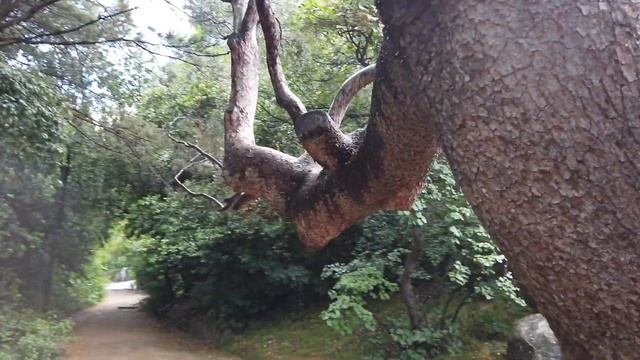 Воронцовский парк наизнанку. Пошел в нижний парк.