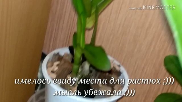 Дендрофалы полученные 25 сентября .