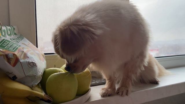 Шпиц просит чтобы его чухали 