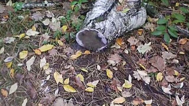 Движение природы 27 Oct 2018 moving