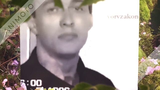 Вор В Законе Крыл