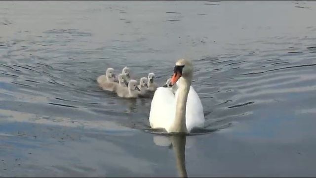 Лебеди. Птицы. Мило, прикольно. Пассажир на спине. Хитрюга