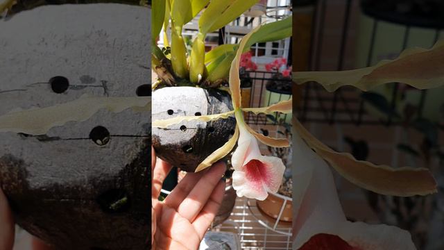 Orchid #Trichopilia marginata