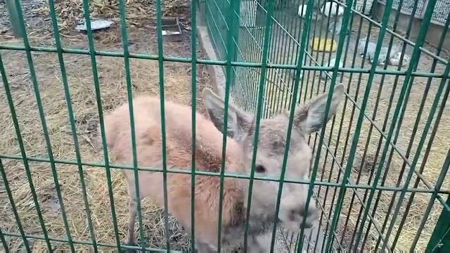 КАМЫШЕВАХА "ЛЕБЕДИНОЕ ОЗЕРО"