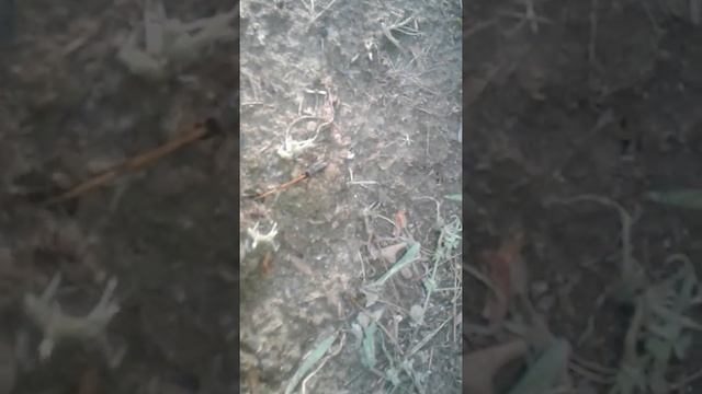 Fire ant vs bugs