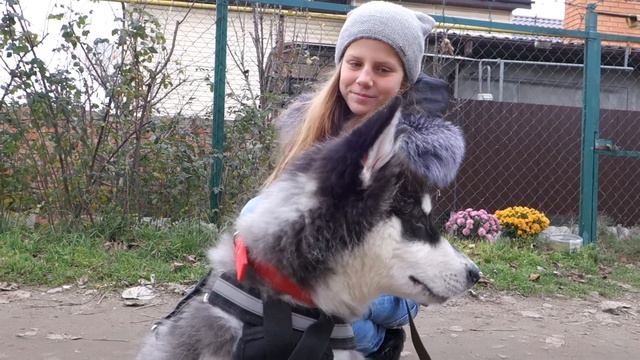 КСЮША И АРЧИ. Аляскинский Маламут. KSYUSHA and Archie. Alaskan Malamute. Odessa.