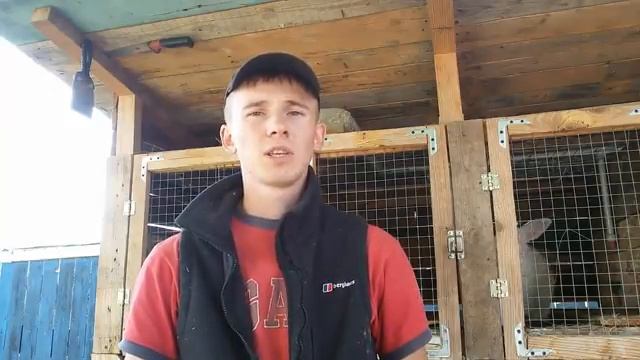 Калифорнийская порода кроликов