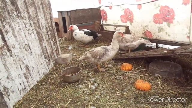 Как понять,что утка готова сесть на яйца,когда садится на гнездо.Мускусные утки.
