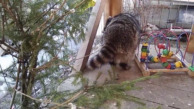 Колючки для енота