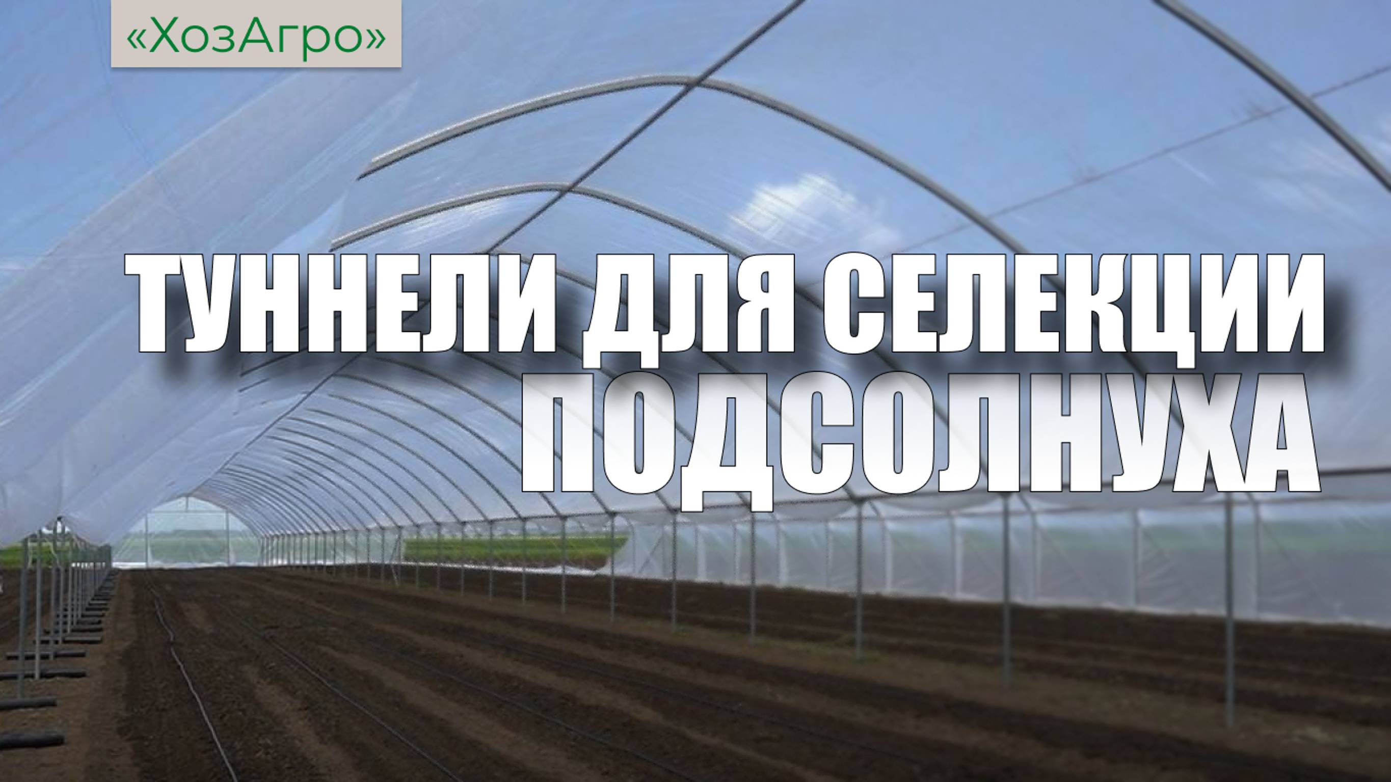 ТУННЕЛИ ДЛЯ СЕЛЕКЦИИ ПОДСОЛНУХА 🌻