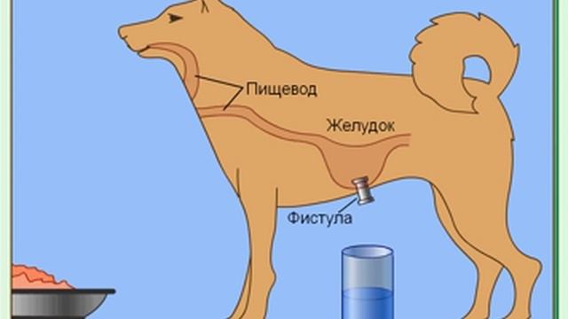 Рефлексы