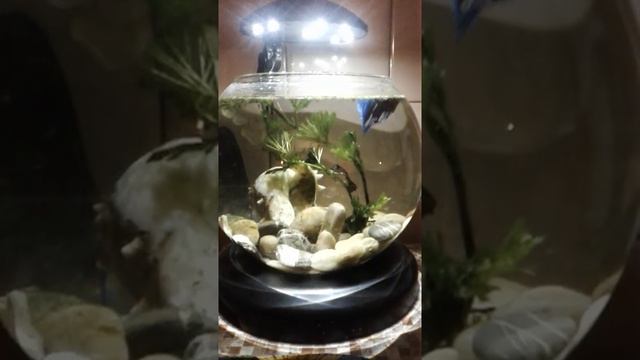 Гаврюша.mp4