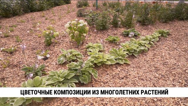 Цветочные композиции из многолетних растений появляются в Хабаровске