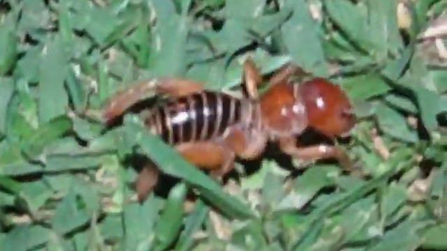 Jerusalem cricket aka "potato bug"