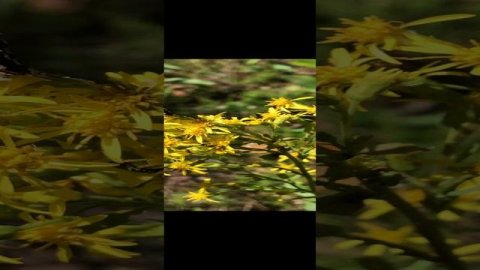 Бабочковый пир