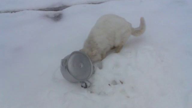 Кот охотник.Гриша охотник