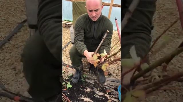 «Копаем ежевику осенью» средняя полоса России